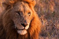 Alpha Leo profite du crépuscule de l'après-midi 