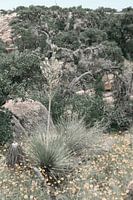Grüne Natur in einem Nationalpark