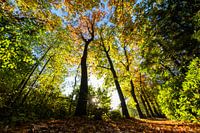 Trees in autumn outfit!