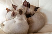Siamese Kittens