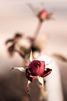 Roses - a new beginning