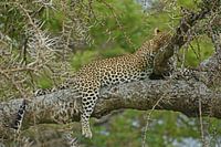Leopard im Baum