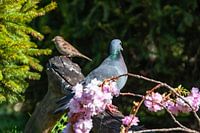 stock pigeon garden poster