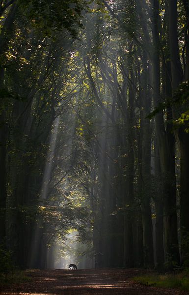 Hund im Wald von Rob Bouman