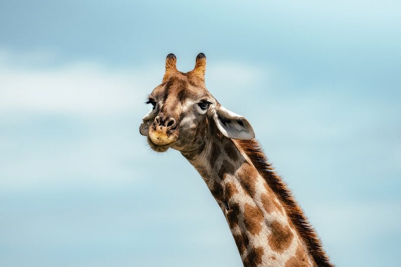 Floppy ear by Joris Machholz