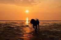Labrador retriever puppy at sunset