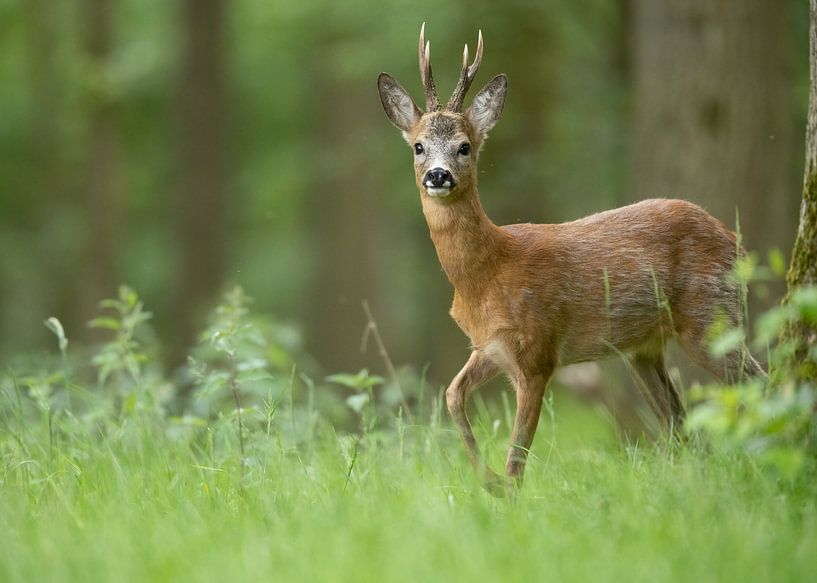 Reebok en forêt par Liesbeth Steller
