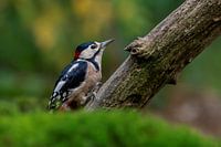 Pic épeiche dans la verdure