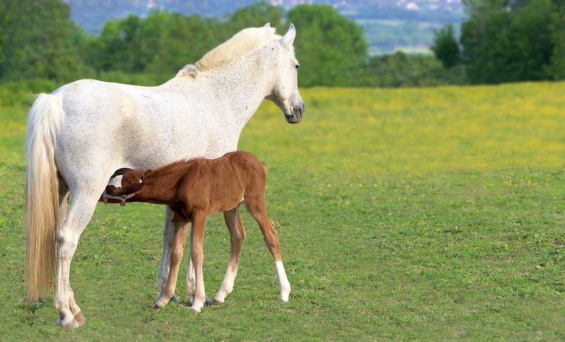 Horse with feeding foal by YesItsRobin