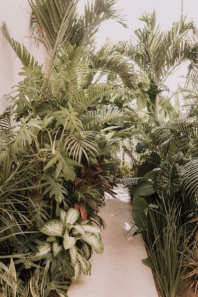 Botanischer Garten | Mexiko von Roanna Fotografie