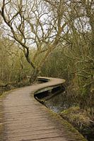 Uferpromenade im Sumpf