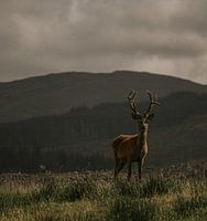 Le roi des Highlands