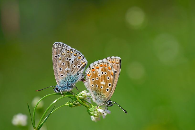 zwei Schmetterlinge auf einer Blüte im Freien von Ulrike Leone
