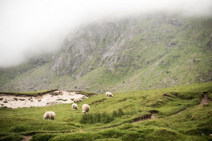 Schafe auf einem grünen, nebligen Berg auf den Lofoten, Norwegen, Fotodruck von Manja Herrebrugh - Outdoor by Manja