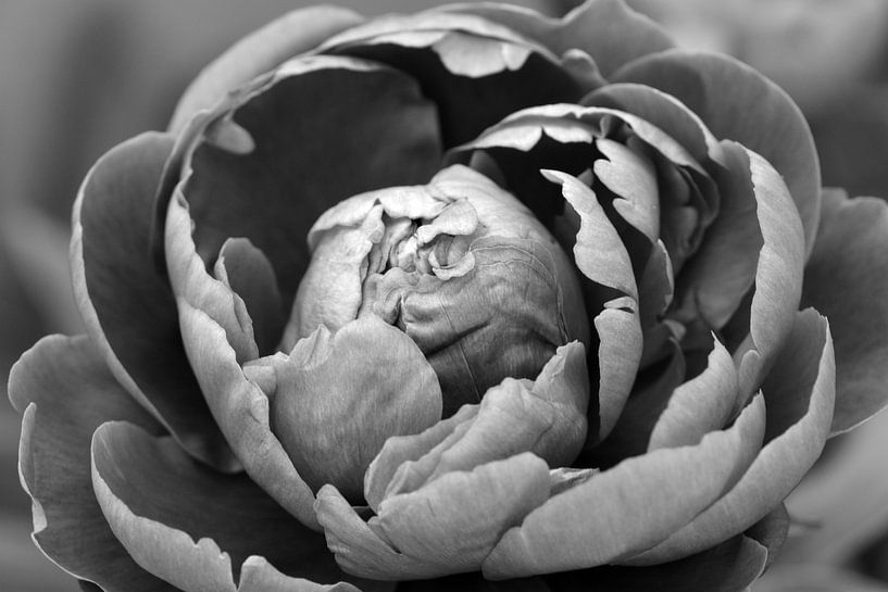 Un gros plan d'une pivoine en noir et blanc par Gerard de Zwaan