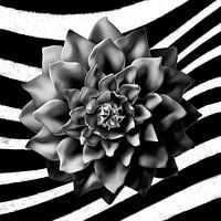 Zebra trend in flowering