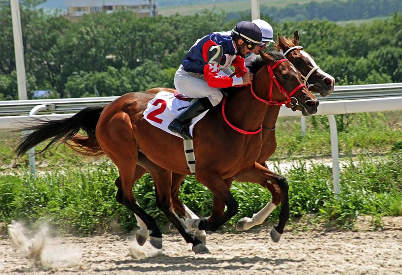 Starttore für Pferderennen in Großaufnahme. von Mikhail Pogosov