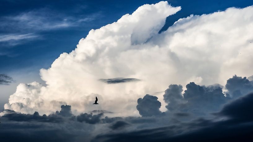 Wolke Fotografie Vogel Dunkelblau Weiß 16x9 von Martijn Jebbink Photography