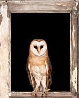 Barn owl framed