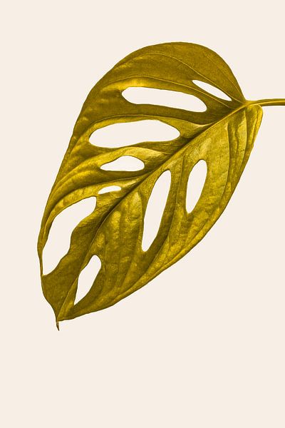 Golden Monstera Monkey mask or hole plant leaf by Denise Tiggelman