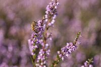 Honeybee on heather