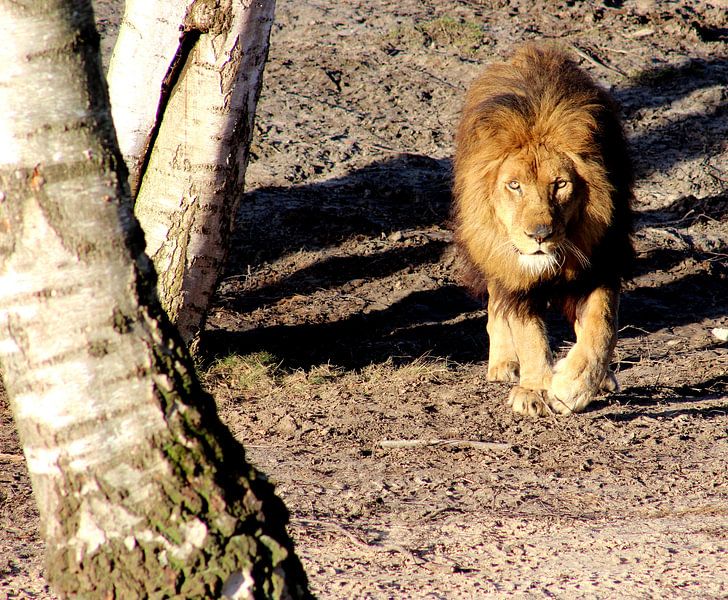 Lion by Melanie Schook