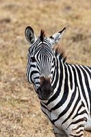 Rencontre avec un zèbre africain dans le parc national du Serengeti, en Tanzanie