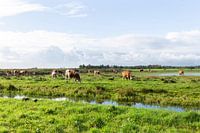 Niederländische Landschaft mit Kühen
