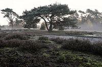 Die alte Kiefer auf der Heide