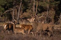 Deer during the bronze age