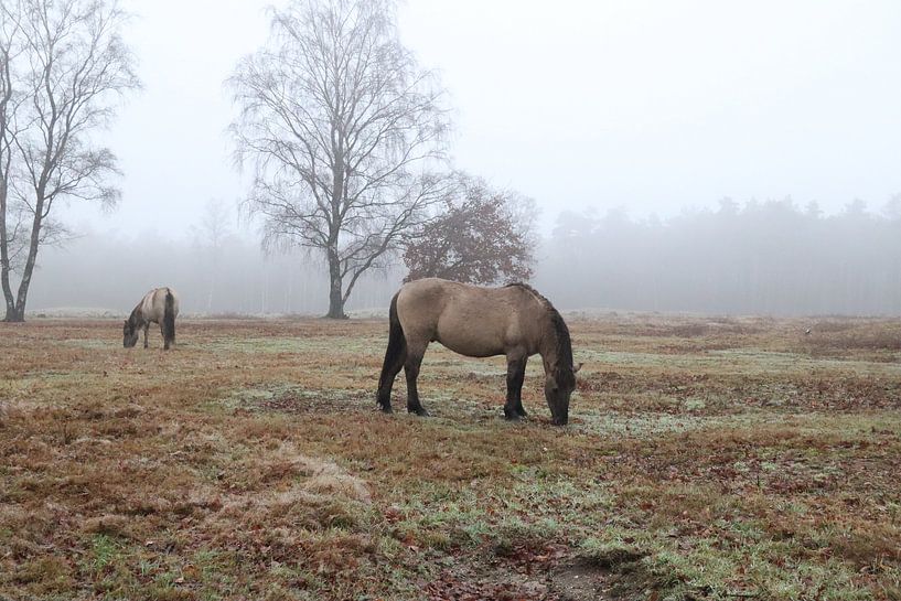 Konik-Pferde in der Plantage Willem II 3 von Nicole Van Stokkum