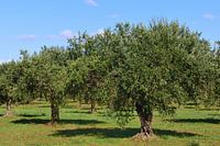 Des oliviers sur une oliveraie dans un ciel bleu