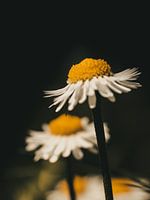 daisy flower