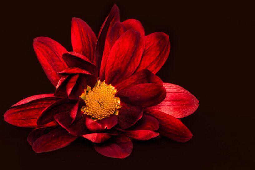 Rouge foncé par Alida van Luijn-Toet