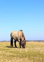 Das königliche Pferd