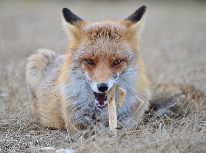 Der Jäger von Desiree Dekker