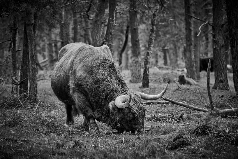 Pâturage des Highlander écossais en monochrome par Jenco van Zalk