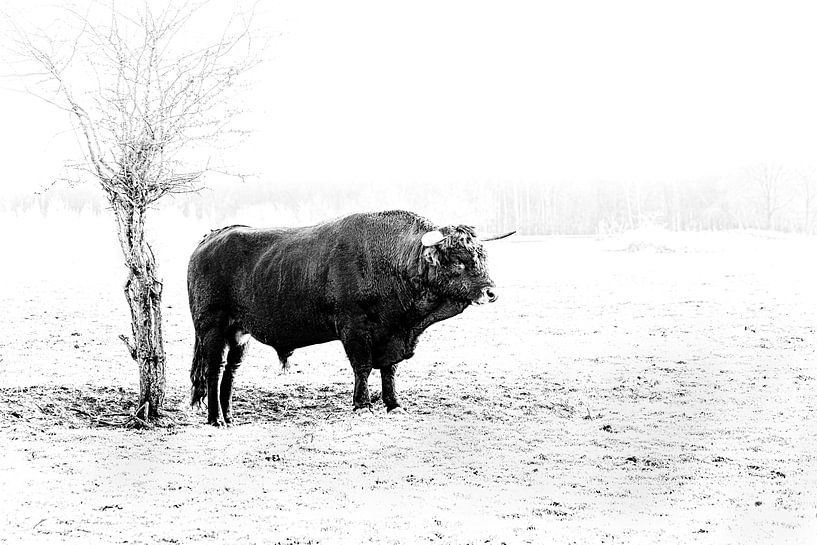 Tauros von Peter Ruijs