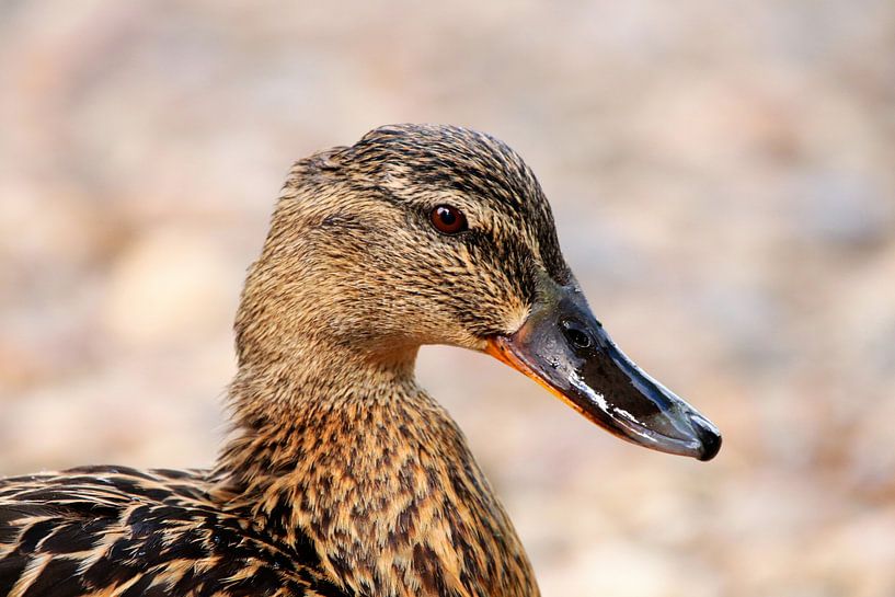 Stockentenweibchen von Dagmar Marina