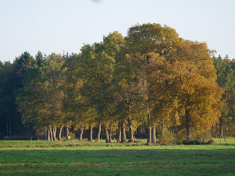 Gruppe von Eichen in der Sonne von Wim vd Neut