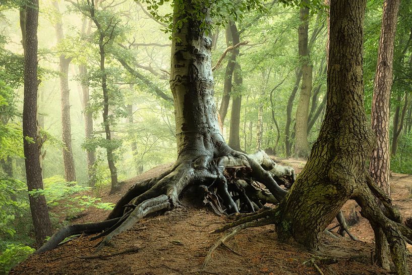 Entranced by Ellen Borggreve