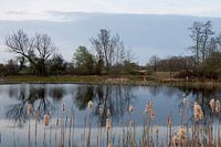 Avond bij Beekbergerwoud