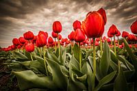 Tulpen - Rood