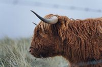 Hochland Rind Porträt