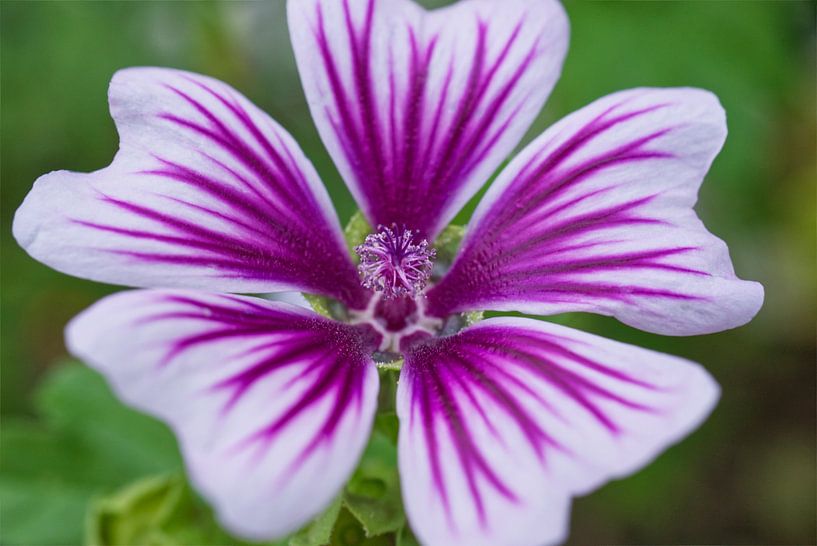Magenta Hohe Malvenblüte von Iris Holzer Richardson
