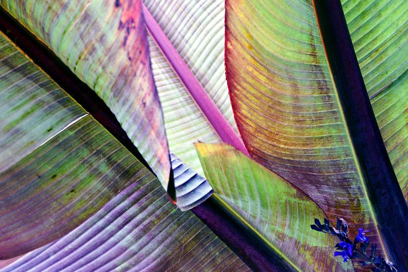 Banana leaf composition by Silva Wischeropp