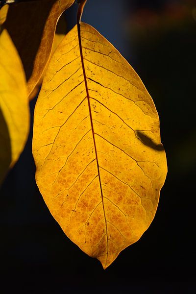 Magnolienblatt von Ingrid de Vos - Boom