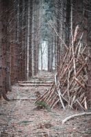 Blick durch den Wald