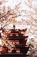 La pagode Chureito au Japon enveloppée de Sakura