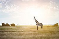 Massai Giraffe im Sonnenlicht